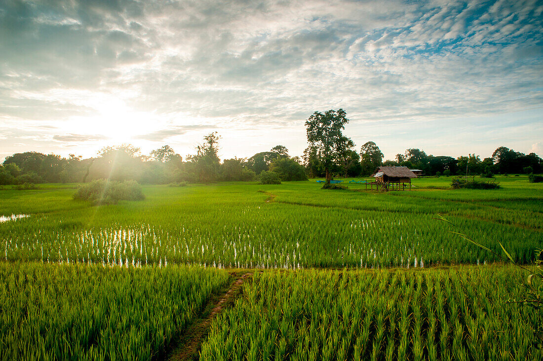 Rice field with water in the sunshine under a blue sky.   Laos