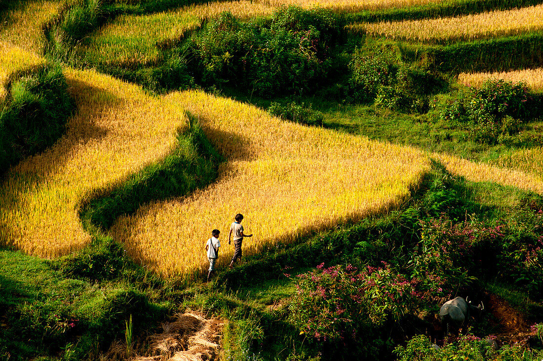 Two boys walking on a path through rice terreces.   Sapa, Vietnam