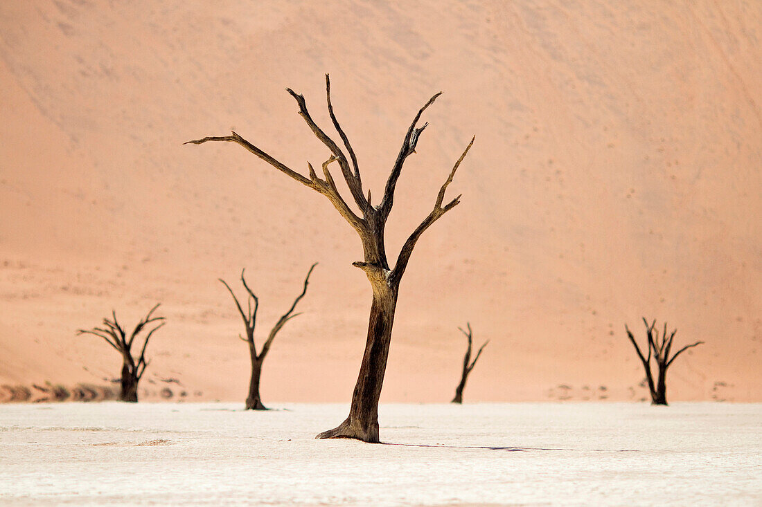 The trees of the Deadvlei bake in the midday sun, Namib Desert, Namibia.