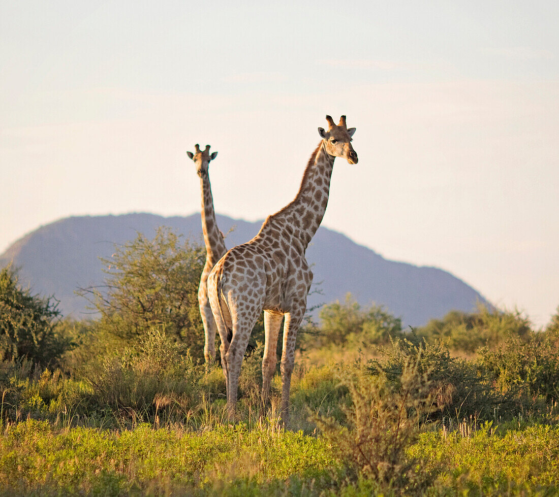 Two Giraffes graze in the Gocheganas Wildlife Refuge in the highlands of central Namibia.