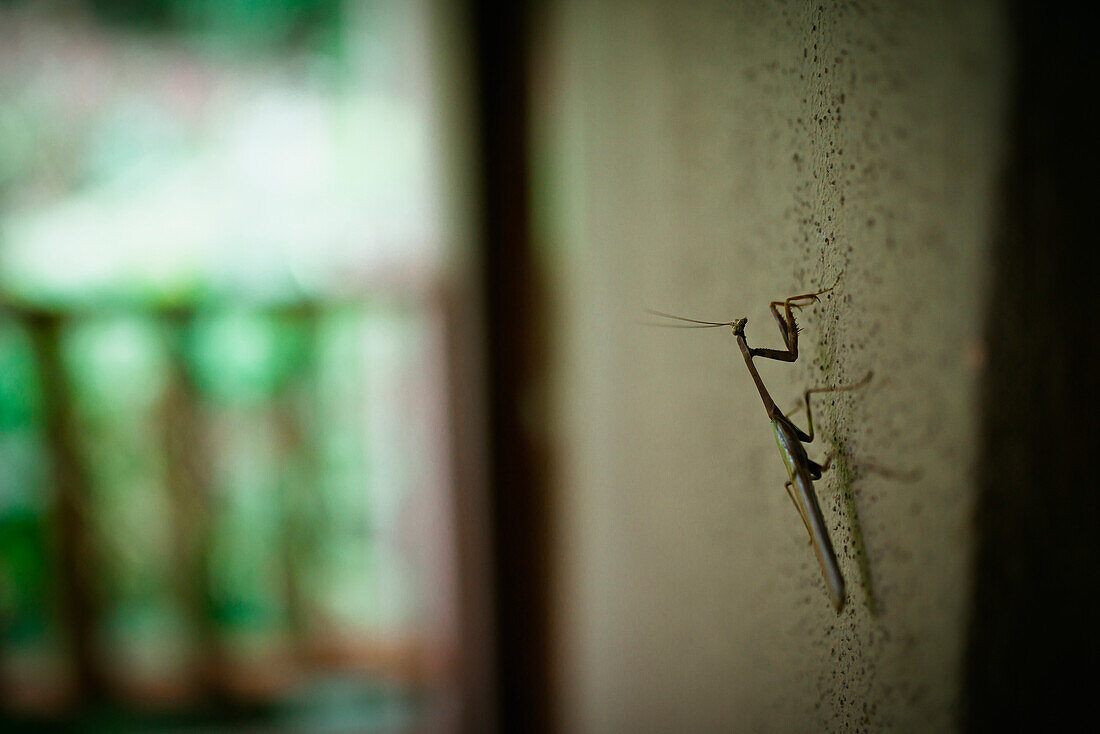 Praying mantis on a wall