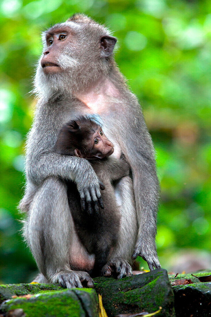 A female macaque monkey holds onto her infant in the Sacred Monkey Forest in Ubud on the island of Bali, Indonesia.
