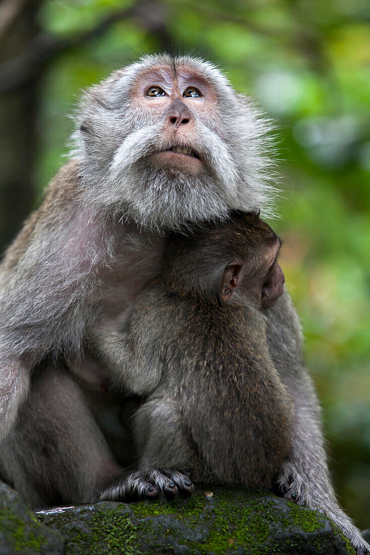 A macaque monkey holds onto her infant in the Sacred Monkey Forest in Ubud on the island of Bali in Indonesia.