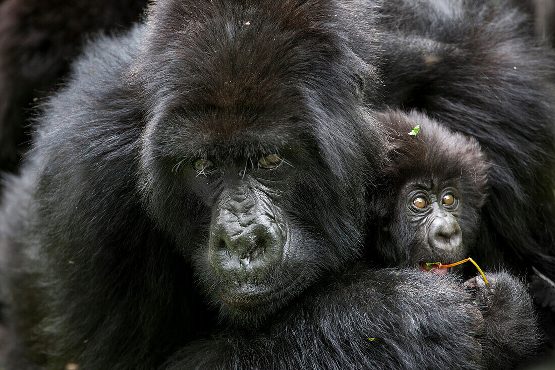 A female mountain gorilla engulfs her three month-old infant in an embrace in the jungle of Rwanda's Virunga Mountains.
