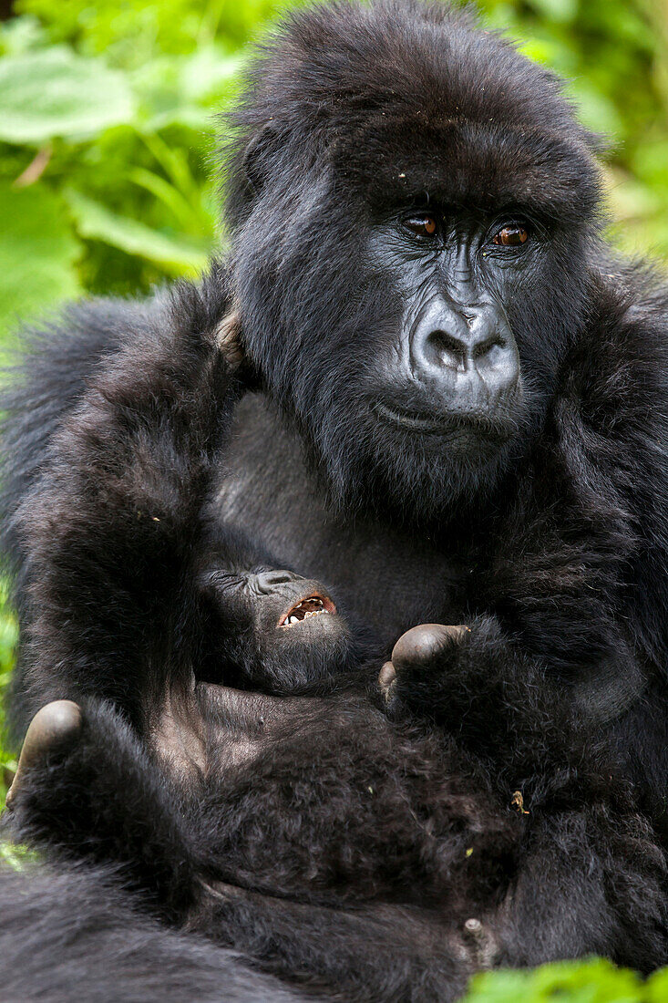 A mother gorilla looks exhausted as her infant tries to wrestle with her. Young gorillas are known for their playful behavior, often somersaulting over the adults' bodies and wrestling with each other. This playful behavior teaches young gorillas how to i