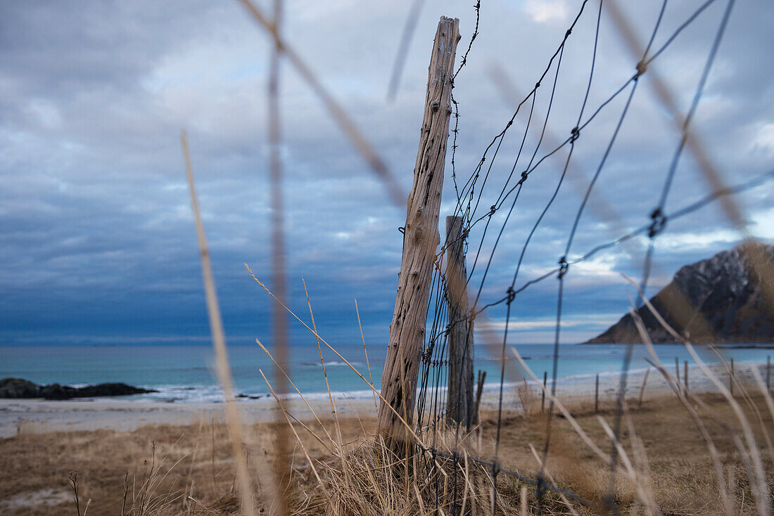 Old fence and dry grass with Skagsanden beach in background, Flakstad??y, Lofoten Islands, Norway