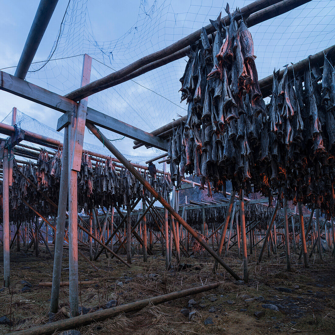Cod Stockfish hang to dry in cold winter air, Topp??ya, Reine, Moskenes??y, Lofoten Islands, Norway
