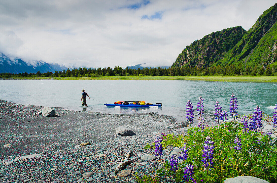 Man hauls kayak and gear up the feeder river to Bear Lake and Bear Glacier, Alaska.