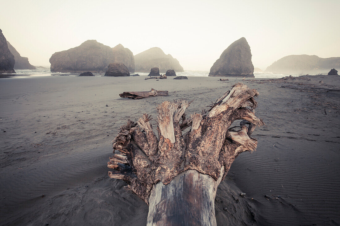Large log and rootwad at Meyers Creek Beach, Pistol River State Park, Oregon.