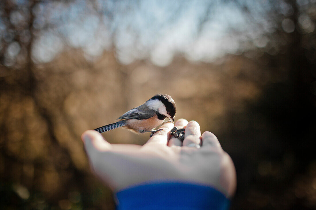 A Black-capped chickadee (Poecile atricapillus) eats out of a human hand in British Columbia, Canada.