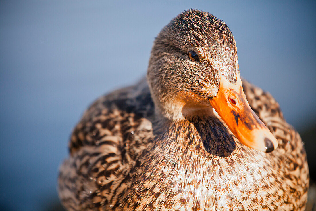 Female Mallard (Anas platyrhynchos) in British Columbia, Canada.