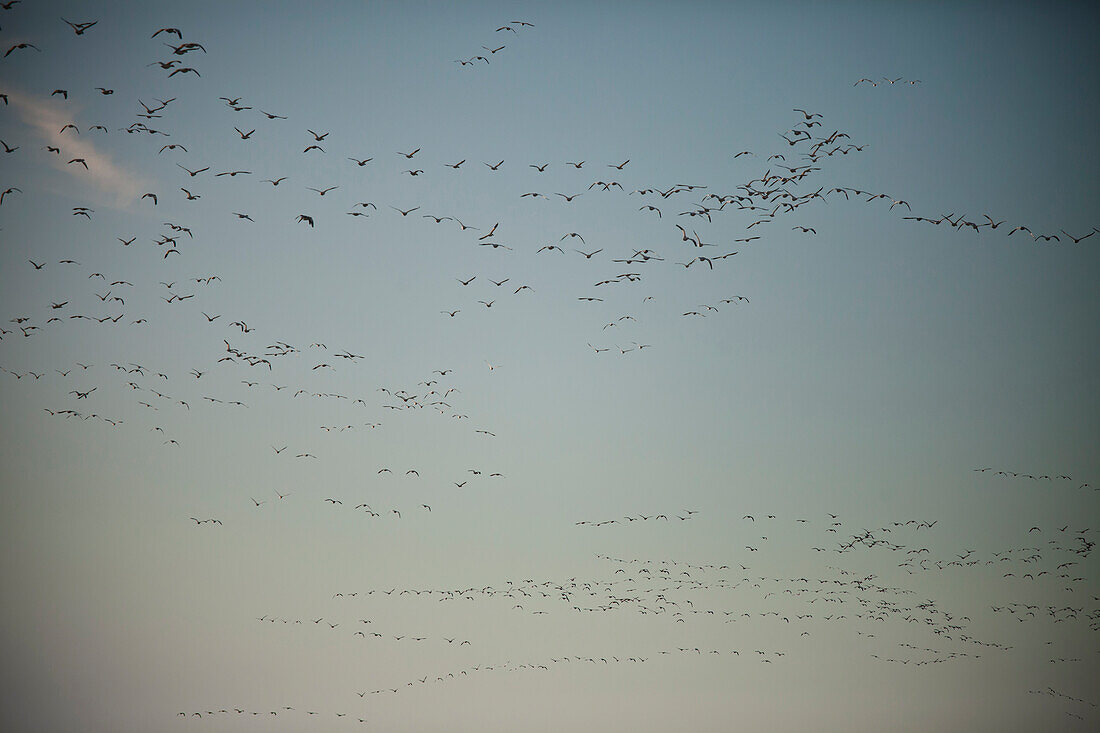 A flock of snow geese (Chen caerulescens) in flight in British Columbia, Canada.