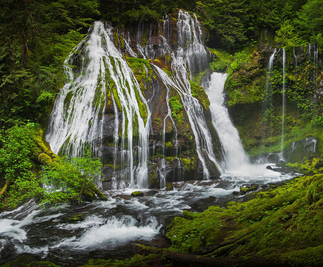 Lush green vegetation surrounds Panther Creek Falls, Washington, USA.