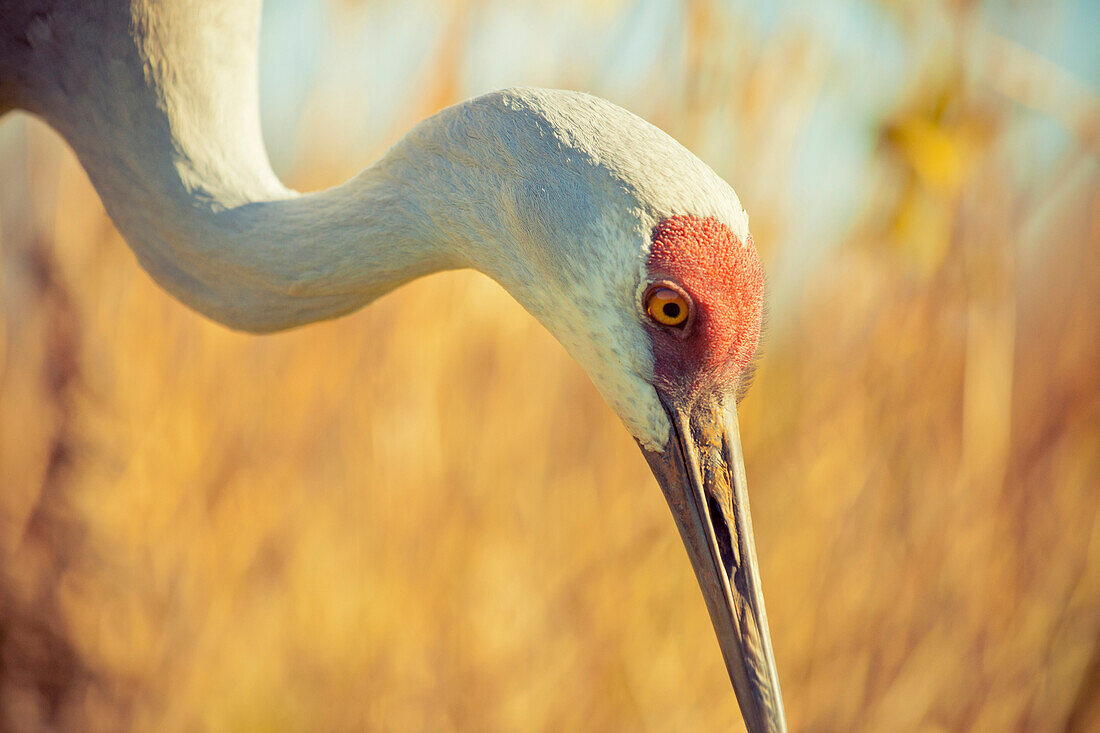 Sandhill Crane (Grus canadensis) in a grassy meadow.