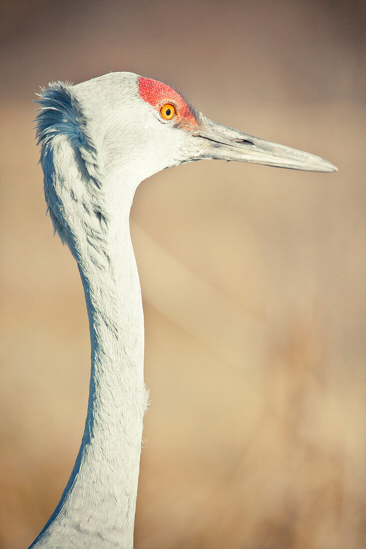 windblown feathers on a Sandhill Crane (Grus canadensis)