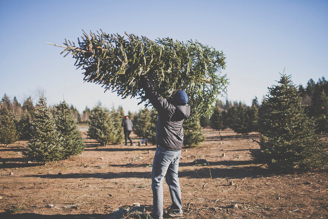 A man lifts his Christmas Tree into the air after cutting it down at a U-cut Christmas Tree farm.