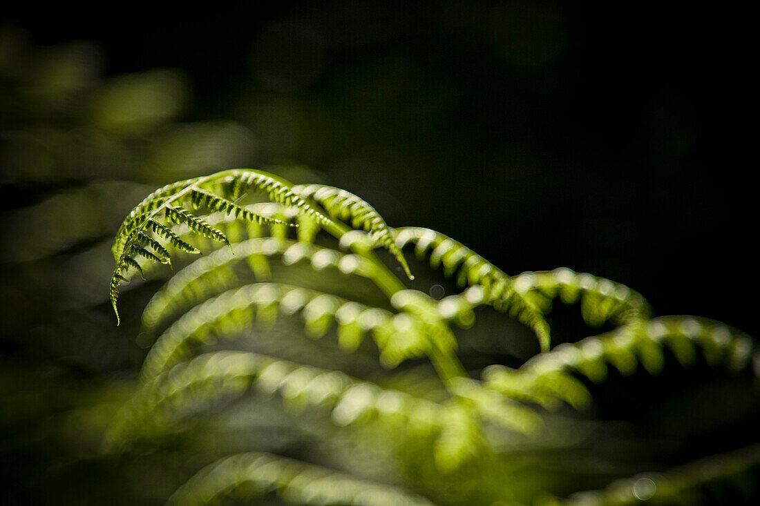 Bracken Fern (Pteridium) in a dark forest.