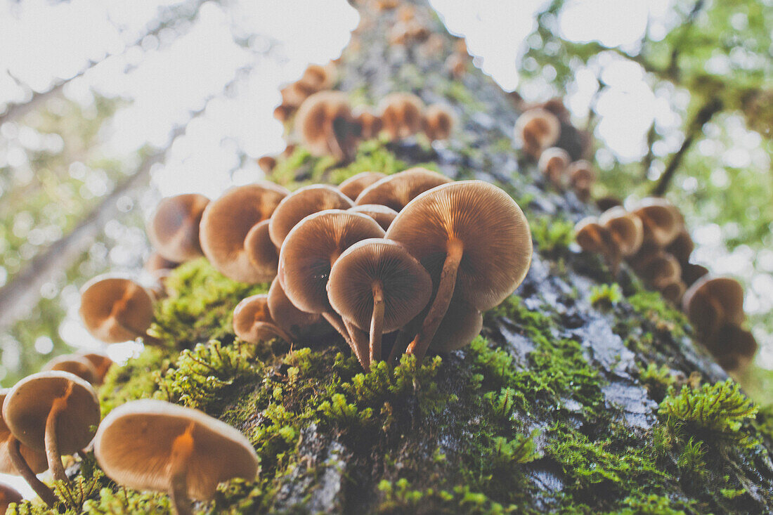Looking up at numerous Gill Mushrooms growing up out of a large tree.