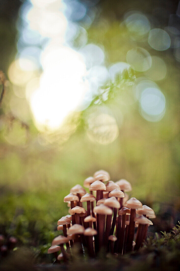 A clump of tiny brown mushrooms grows out of the moss covered forest floor.