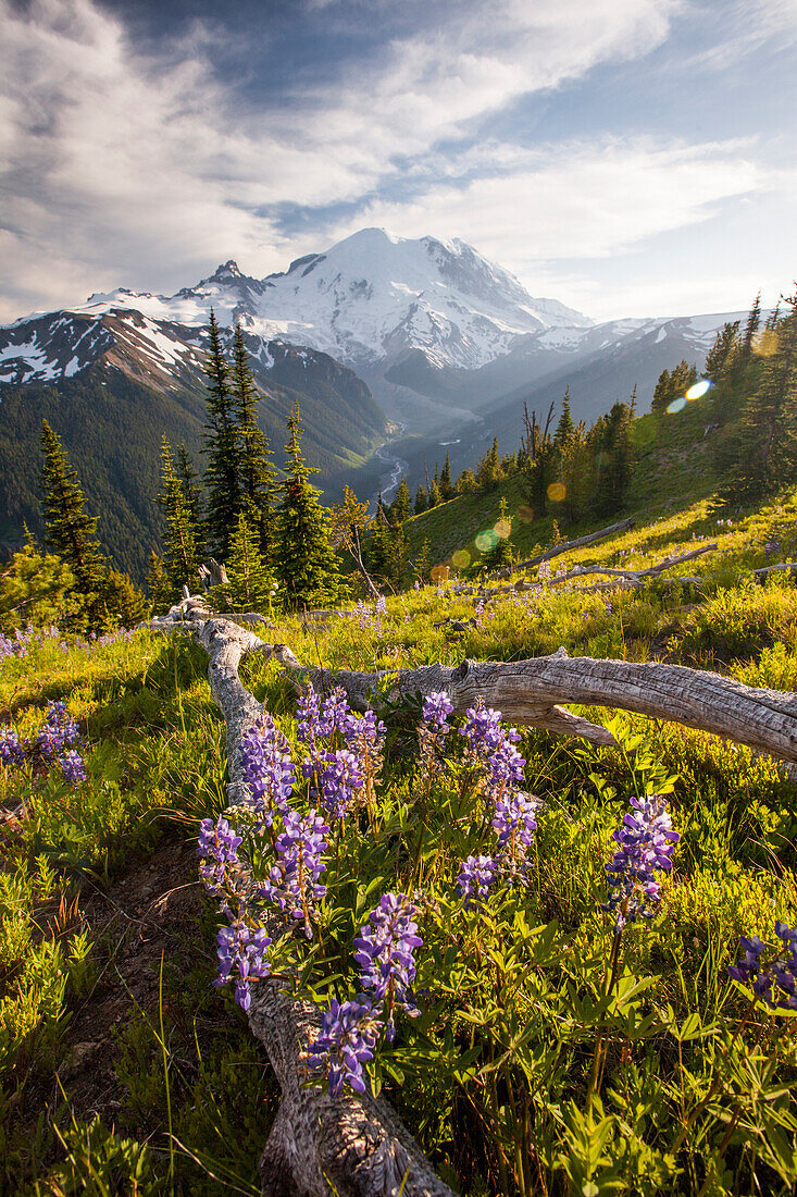 Purple Lupin (Lupinus perennis) grow across the valley from Mount Ranier.