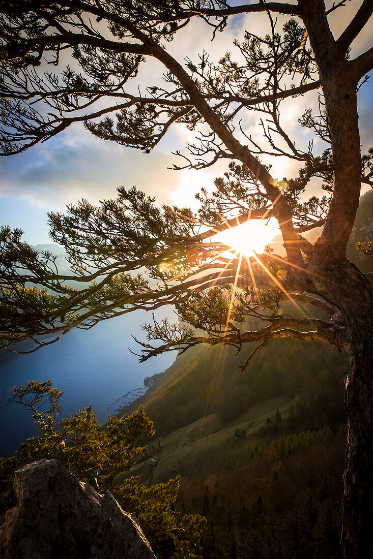 Tree in front of sunset