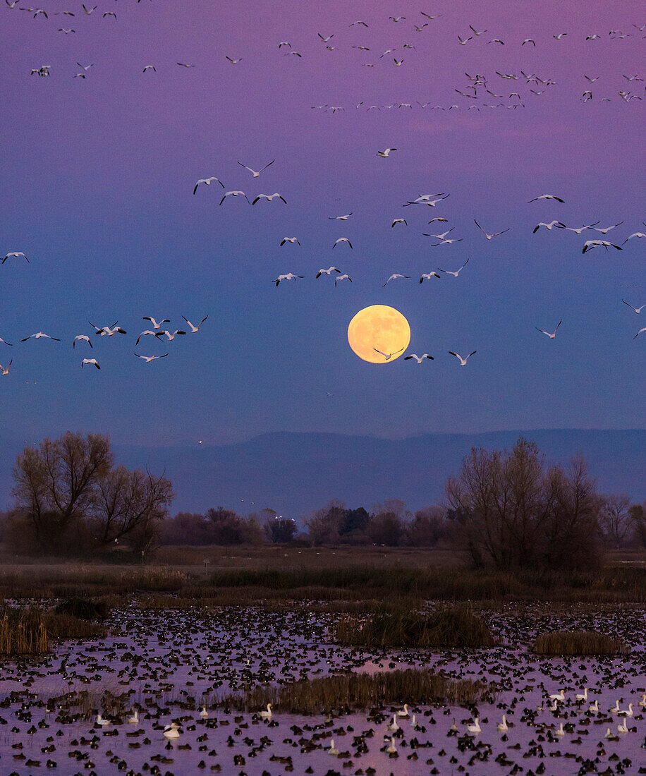 Snow Geese flying toward the rising full moon at Grey Lodge Wildlife Refuge