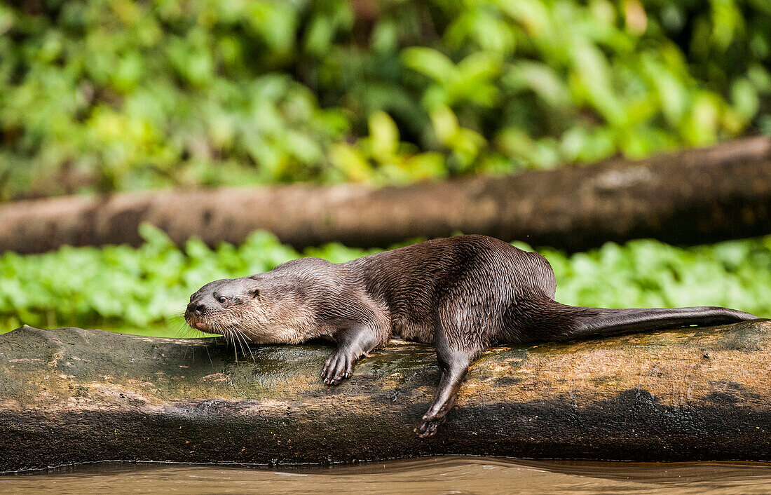 Neotropical River Otter (Lontra longicaudis) resting on a log in Tortuguero National Park, Costa Rica
