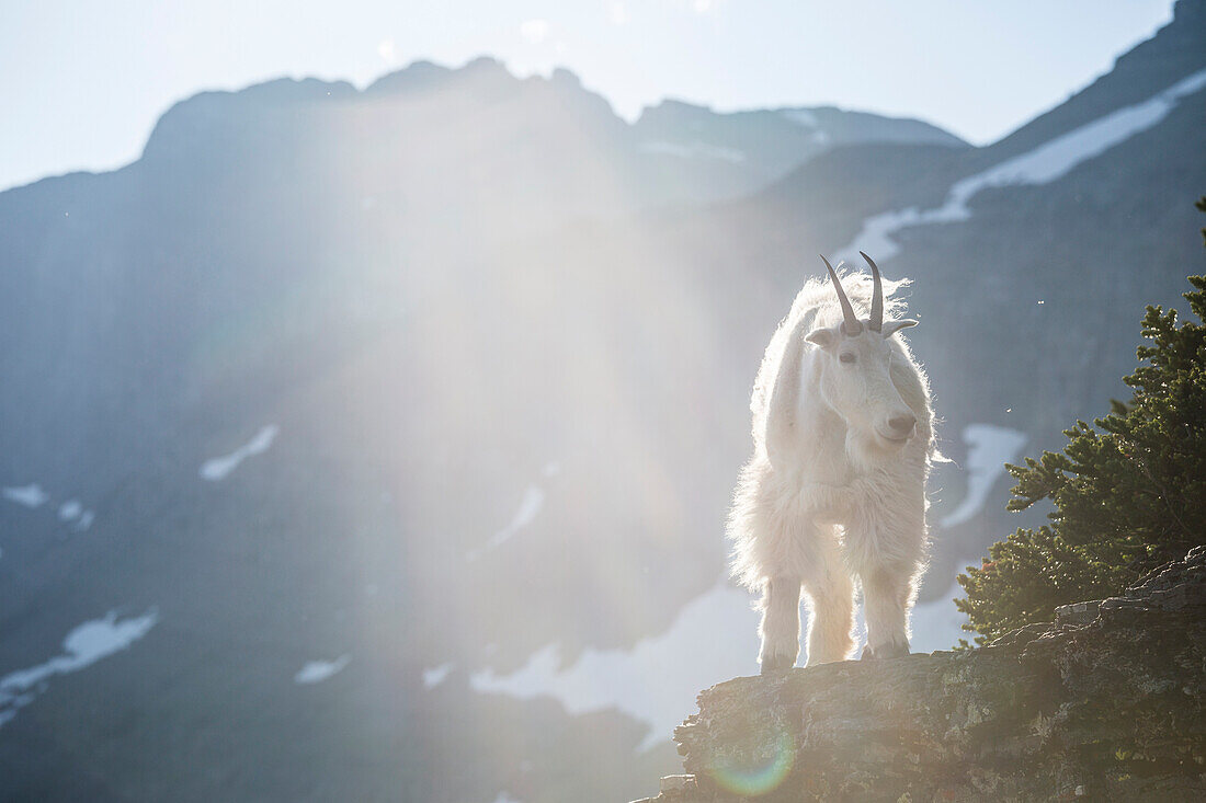 A mountain goat (Oreamnos americanus) walks along a cliff on Logan Pass in Glacier National Park near West Glacier, Montana.