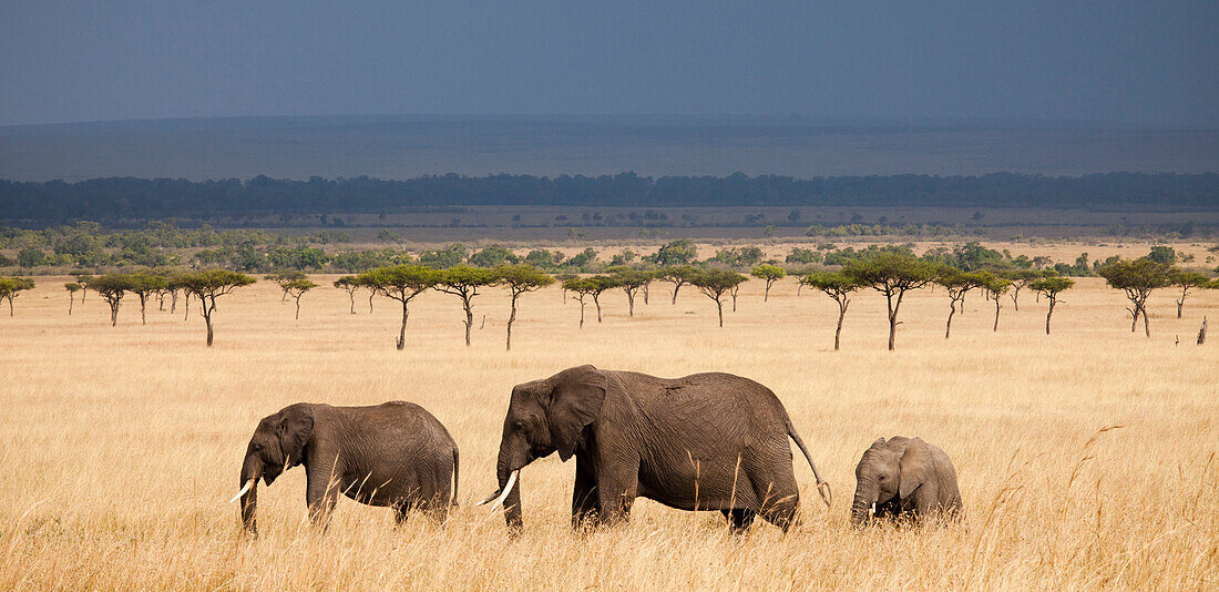 Three African Elephants (Loxodonta) walking through a strand of acacia trees with an impending rainstorm above in Kenya's Masai Mara National Reserve.