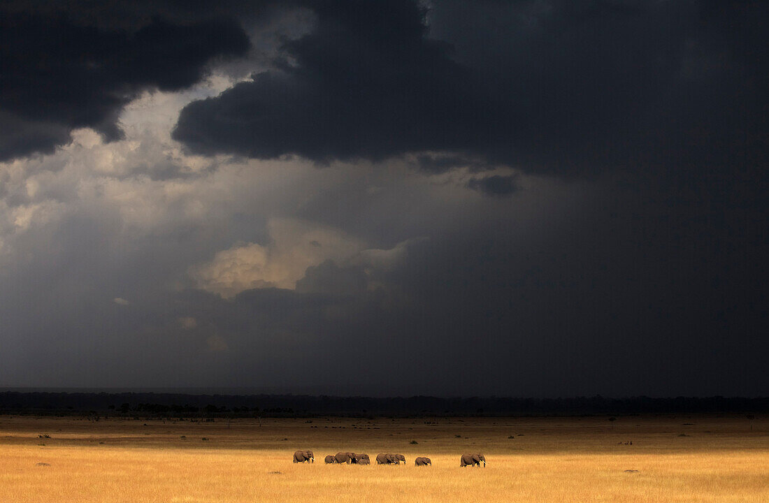 A herd of elephants (Loxodonta) walking in the light just before a heavy rainstorm in Kenya's Masai Mara Natioanl Reserve.