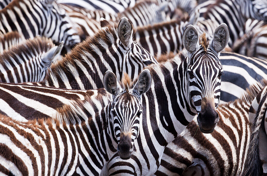 Two zebras (Equus quagga) look out from a larger herd in Kenya's Masai Mara National Reserve.