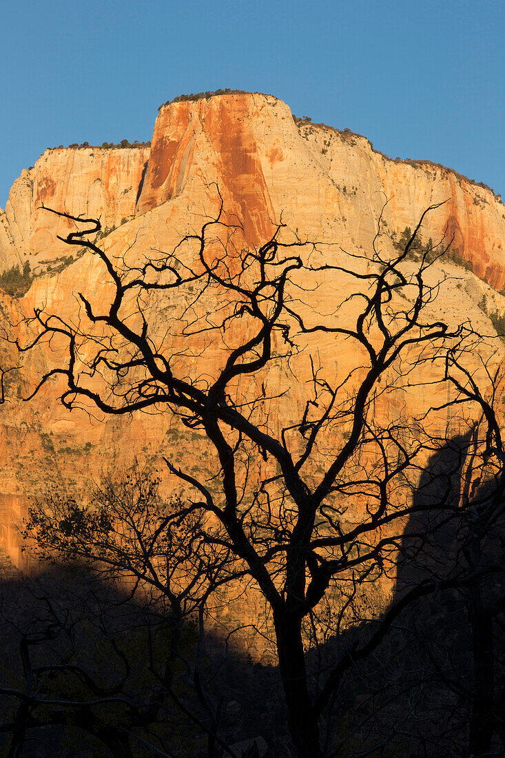 An old dead tree is silhouetted in front of Zion National Park's The Altar of Sacrifice tower near Springdale, Utah.