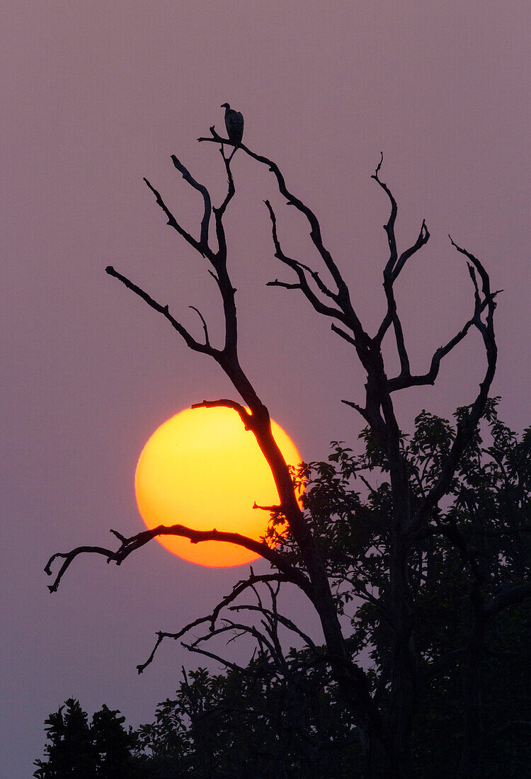 A Indian Vulture (Gyps indicus) sits in a tree at sunset in India's Bandhavgarh National Park.