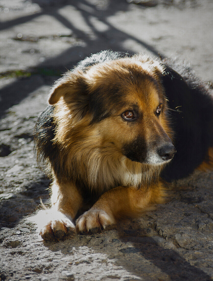 Rural dog lying on the concrete in front of his household and looking submissive. In this part of south-western Serbia, where there are a lot of mountains, the dog is essential in front of each house. It protects and informs the owner of the arrival of hu