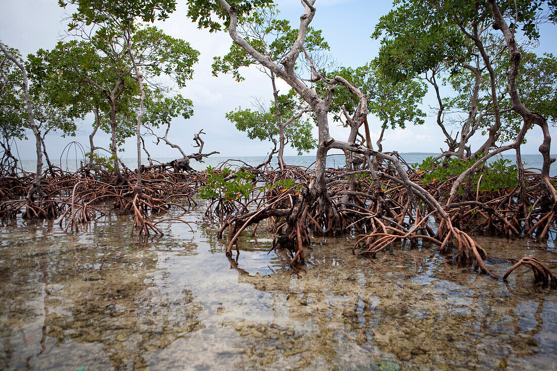 a tall cluster of mangroves grow out of the sand