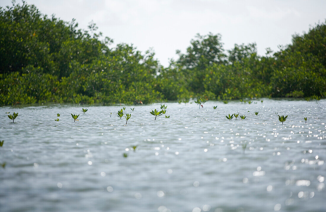 new mangrove saplings grow out of the water with larger mangroves in the background