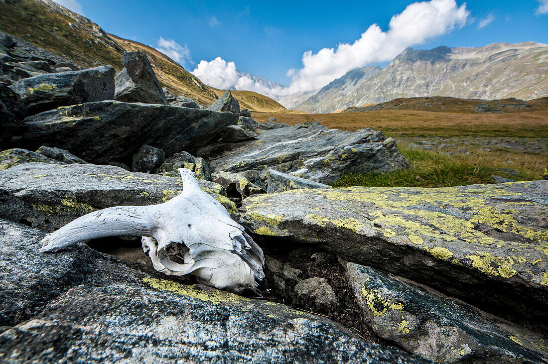 Animal skull in a valley near Saas Fee, Piemote, Italy.