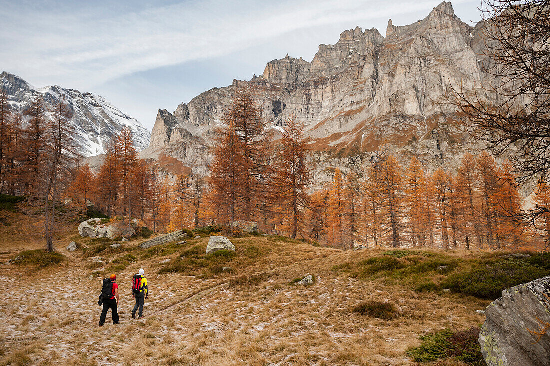 Two boys with backpack hiking along a trail surrounded by trees in fall colors with Helsenhorn massif in background in Devero Nationl Park, Ossola, Italy.