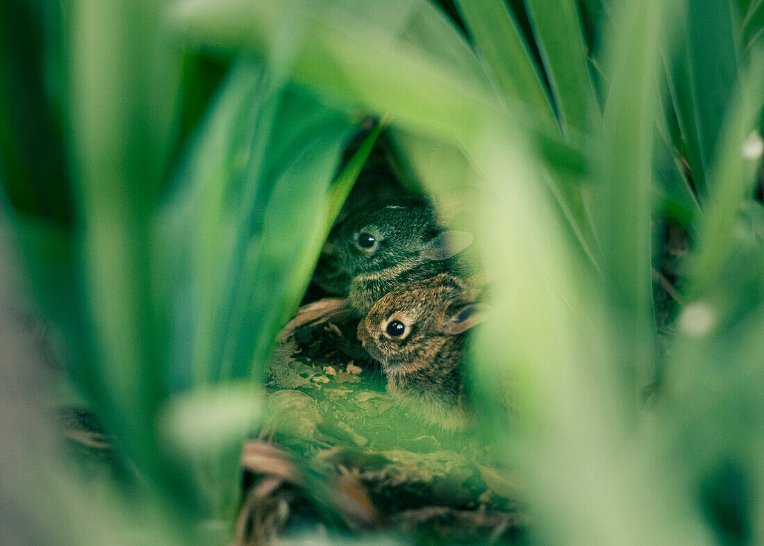 2 baby bunnies protected and camouflaged by foliage wait for their mother.