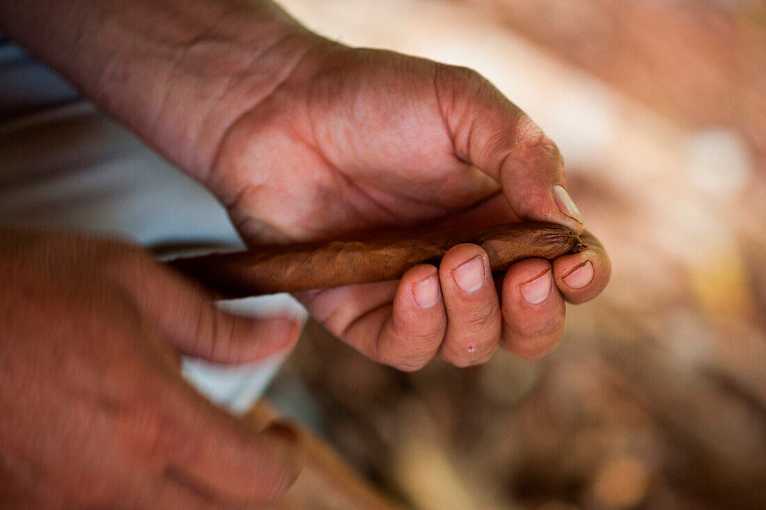 A man in the Vi?±ales valley in Cuba rolls dried tobacco leaves into cigars.