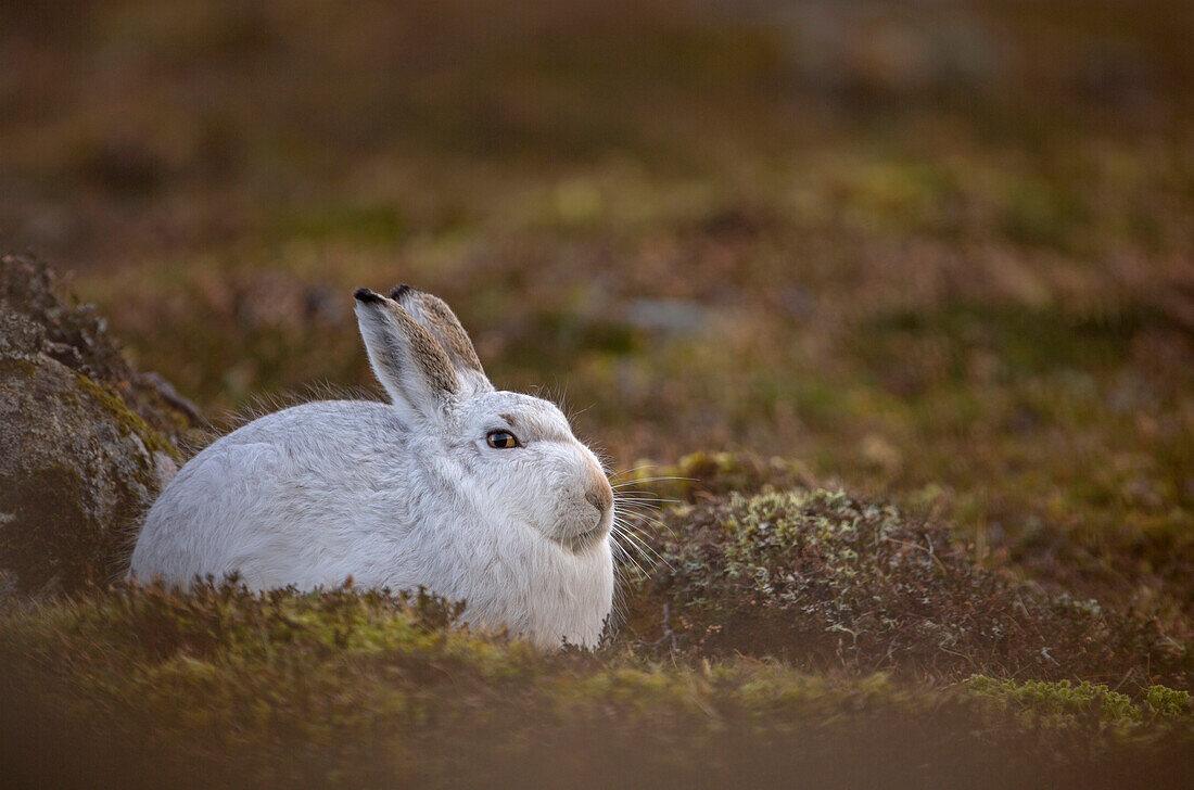 Mountain hare Lepus timidus Close up portrait of an adult in its white winter coat trying to conceal itself against a rock . February. Scotish Mountains, Scotland, UK.