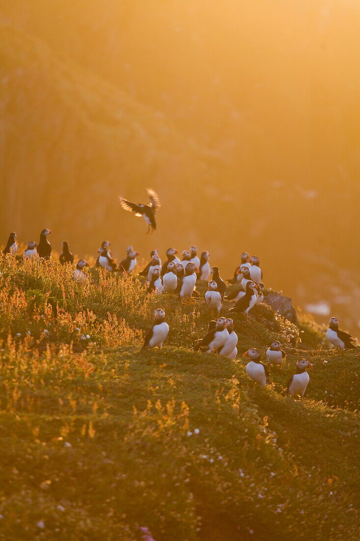 Atlantic puffin - Fratercula arctica - Colony of Puffins,Skokholm island  in late evening sunlight. June