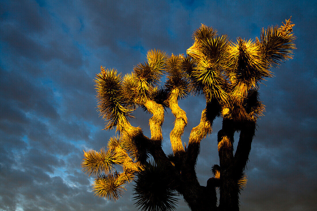 A Joshua Tree (Yucca brevifolia) is lit up by the morning in the Jumbo Rocks campground located in Joshua Tree National Park, California.