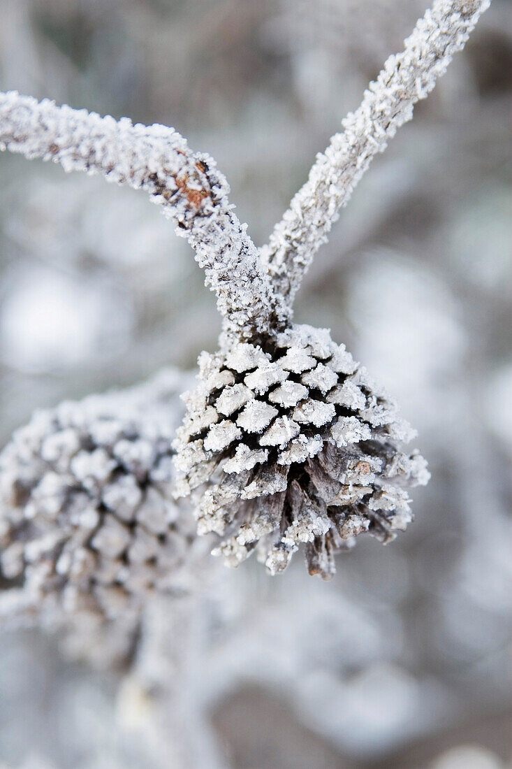 Close-Up Of Frosted Pine Cones Winter