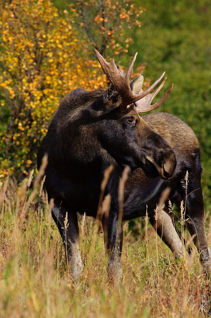 View Of A Small Bull Moose In Rut Walking In Grass Near Powerline Pass, Chugach State Park, Anchorage, Southcentral Alaska, Fall
