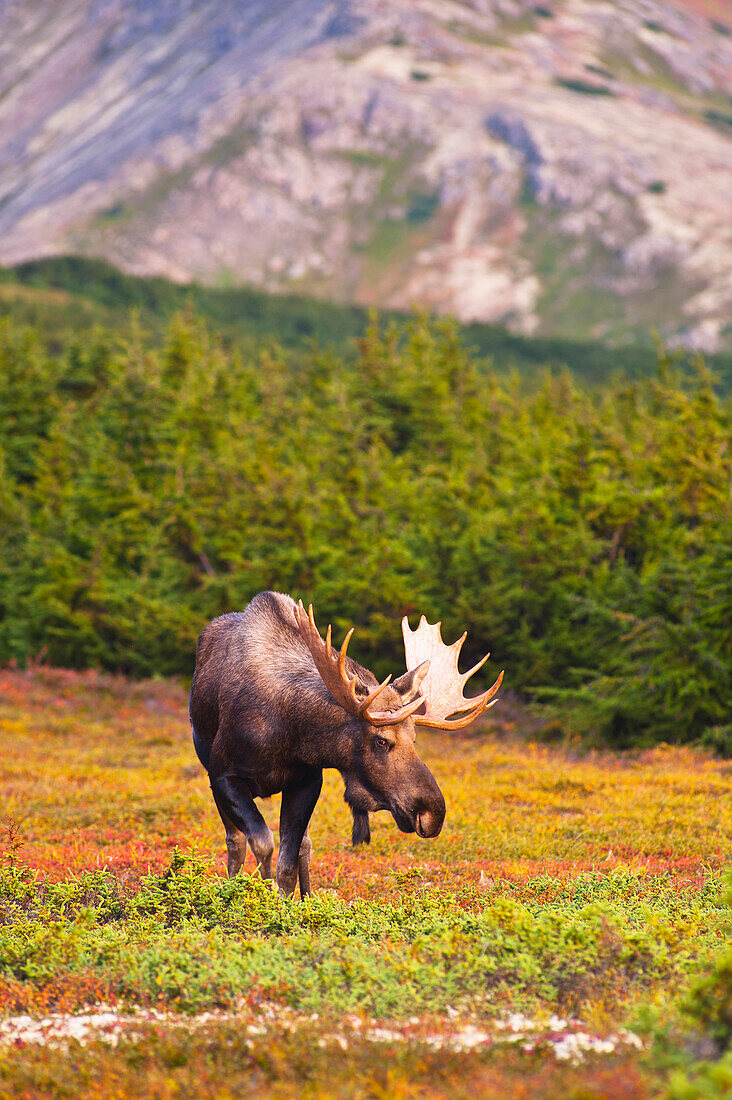 A Bull Moose In Rut Standing In A Wooded Area Near Powerline Pass In Chugach State Park, Anchorage, Southcentral Alaska, Autumn