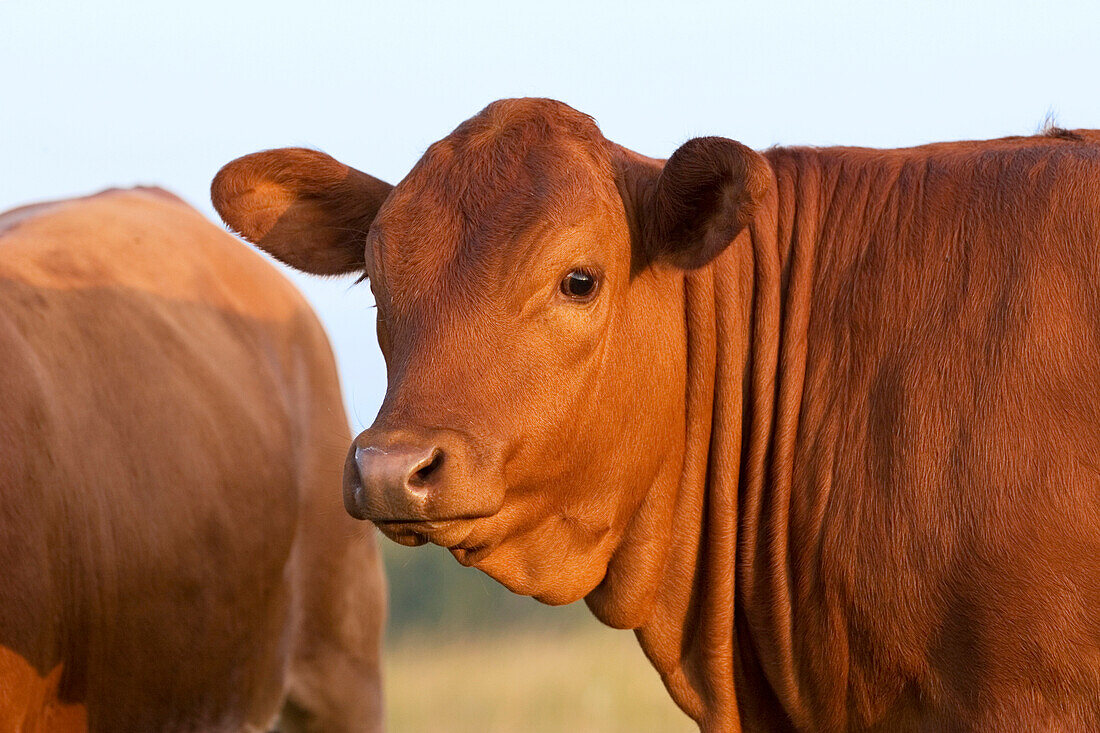 Livestock - Closeup of a Limousin beef heifer / Dodd City, Texas, USA.