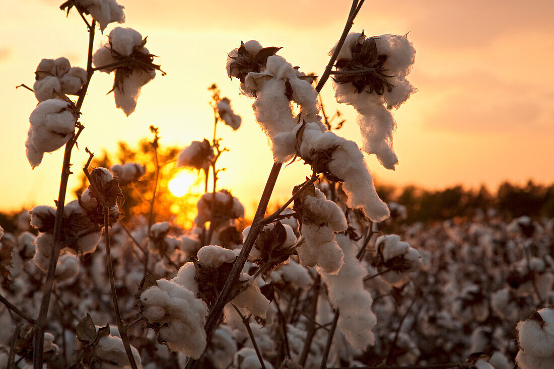 Agriculture - Mature open harvest stage cotton bolls at sunset / Eastern Arkansas, USA.