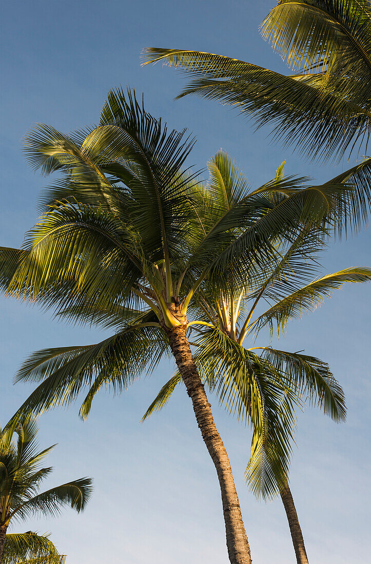 'Coconut Palms sway in tropical breezes; Poipu, Kauai, Hawaii, United States of America'