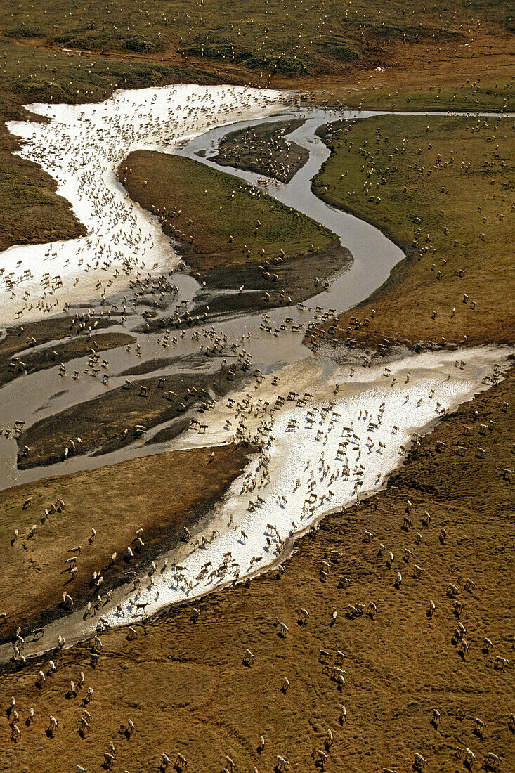 Porcupine Caribou Herd Crosses Niguanak River Ar Ak Anwr Summer
